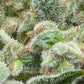 (Grape Xochi x Blueberry Slushy F5)