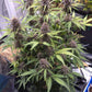 ((Dark Dosi Breath x Strawberry OG) x Grape Pez)