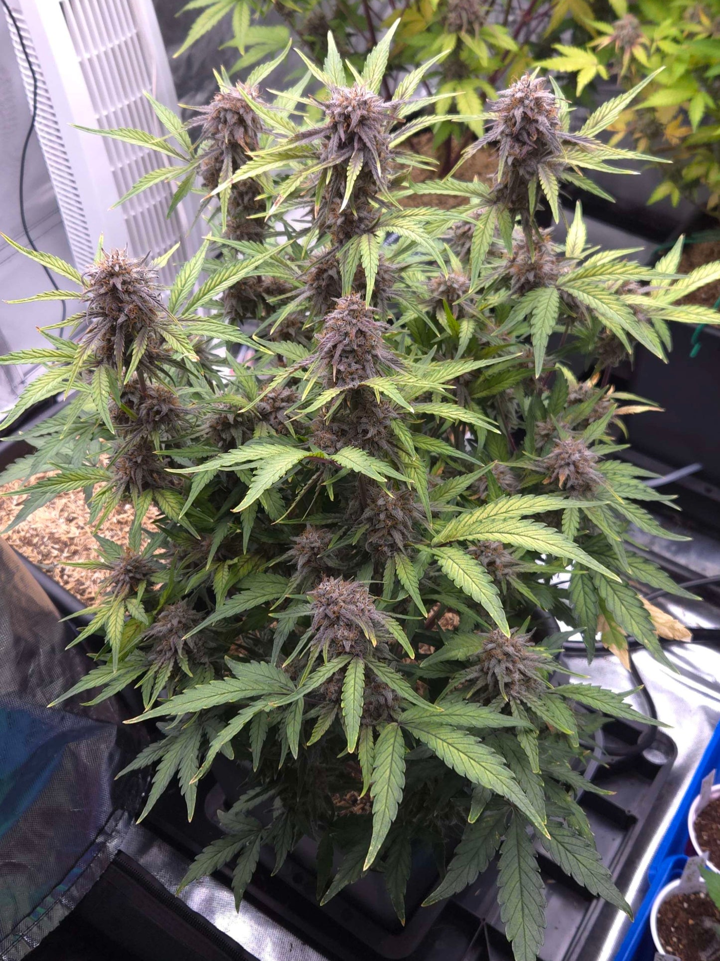 ((Dark Dosi Breath x Strawberry OG) x Grape Pez)