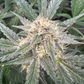 ((Dark Dosi Breath x Strawberry OG) x Mango Macintosh)