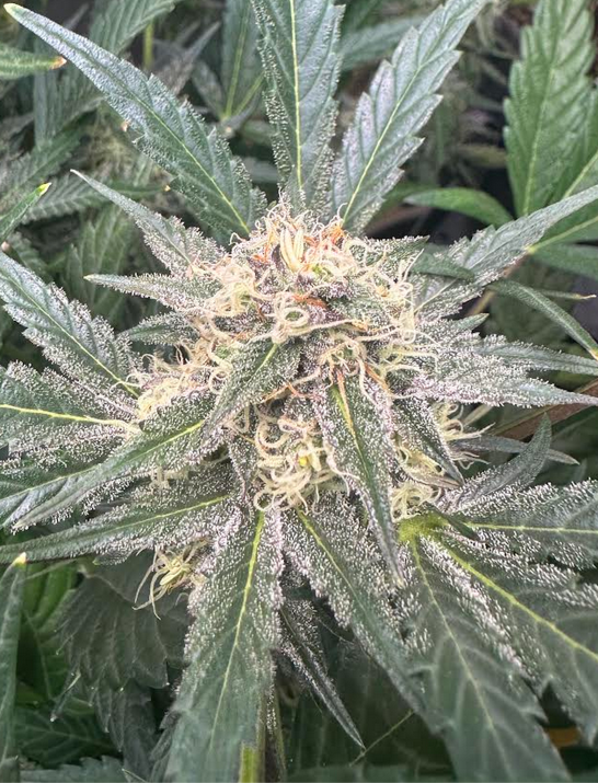 ((Dark Dosi Breath x Strawberry OG) x Mango Macintosh)