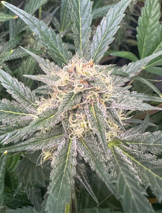 ((Dark Dosi Breath x Strawberry OG) x Mango Macintosh)