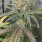 (Blueberry Slushy F5 x Osage #3) Auto Reg