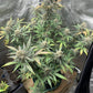 (Blueberry Slushy F5 x Osage #3) Auto Reg