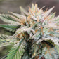 Strawberry OG Auto F4