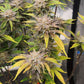 Strawberry OG Auto F4
