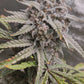Strawberry OG Auto F4