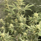 Blueberry Slushy F6