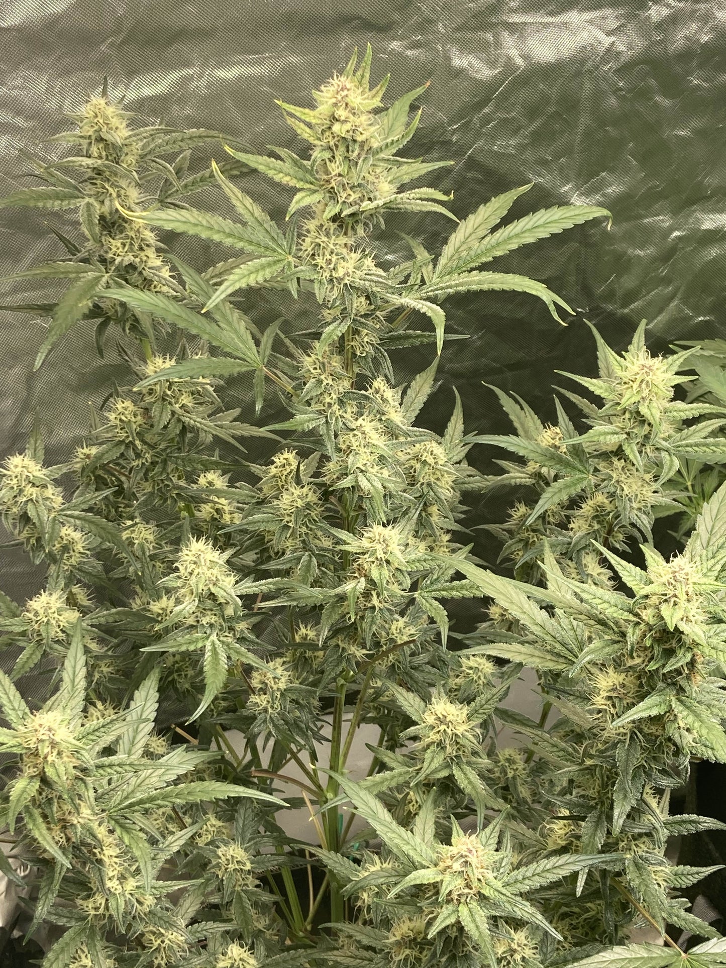 Blueberry Slushy F6