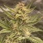 Blueberry Slushy F6