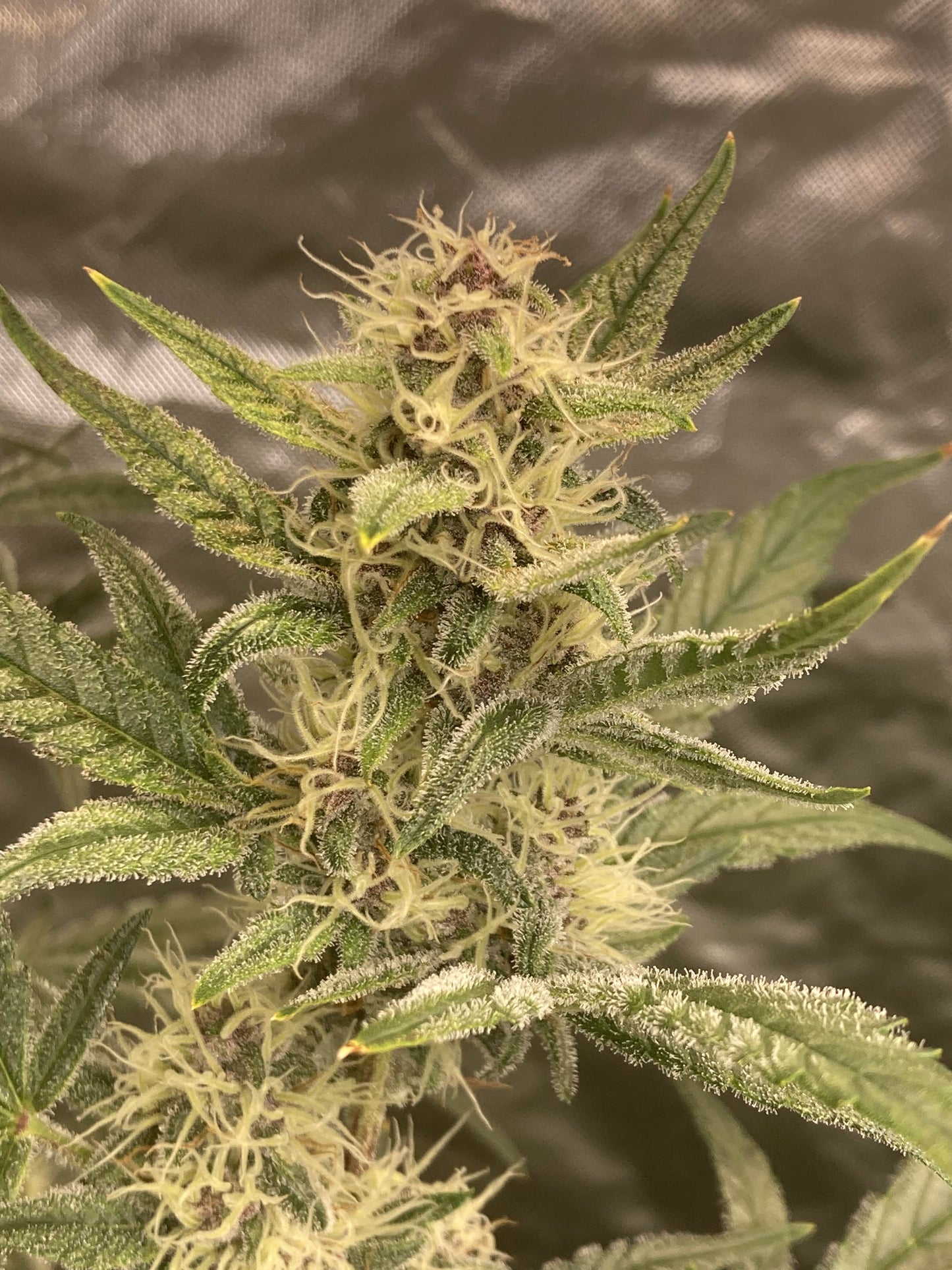 Blueberry Slushy F6
