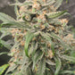 Blueberry Slushy F6