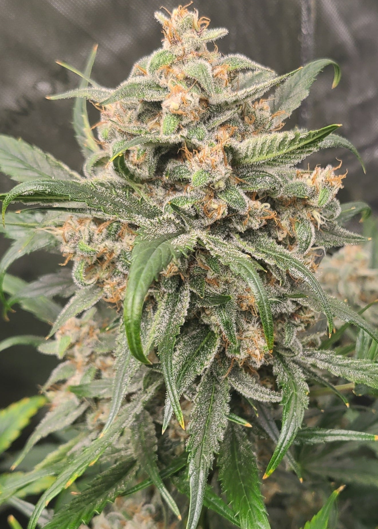 Blueberry Slushy F6