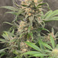 Blueberry Slushy F6