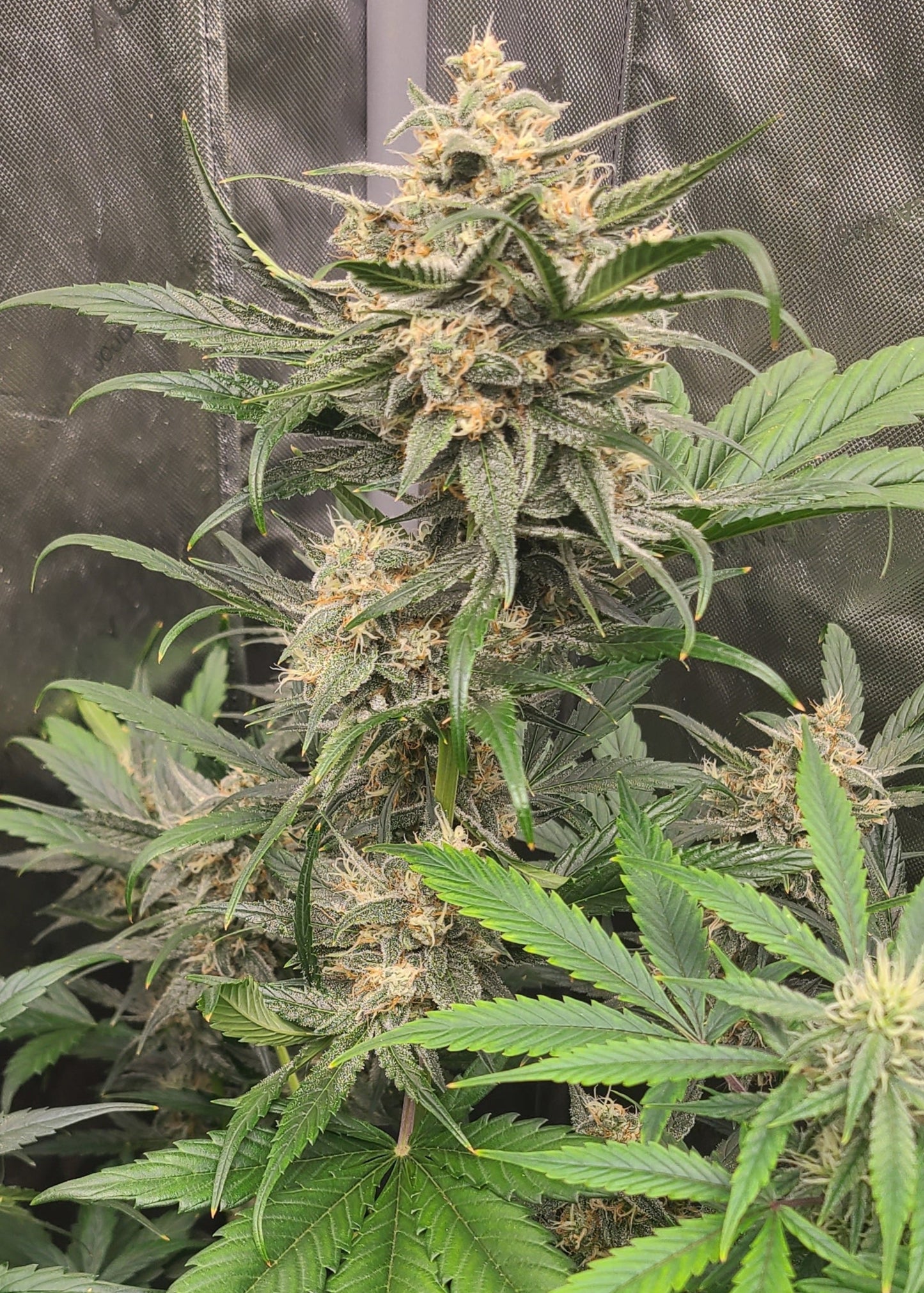 Blueberry Slushy F6