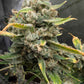 (Grape Xochi x Blueberry Slushy F5)