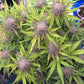 ((Dark Dosi Breath x Strawberry OG) x Grape Pez)
