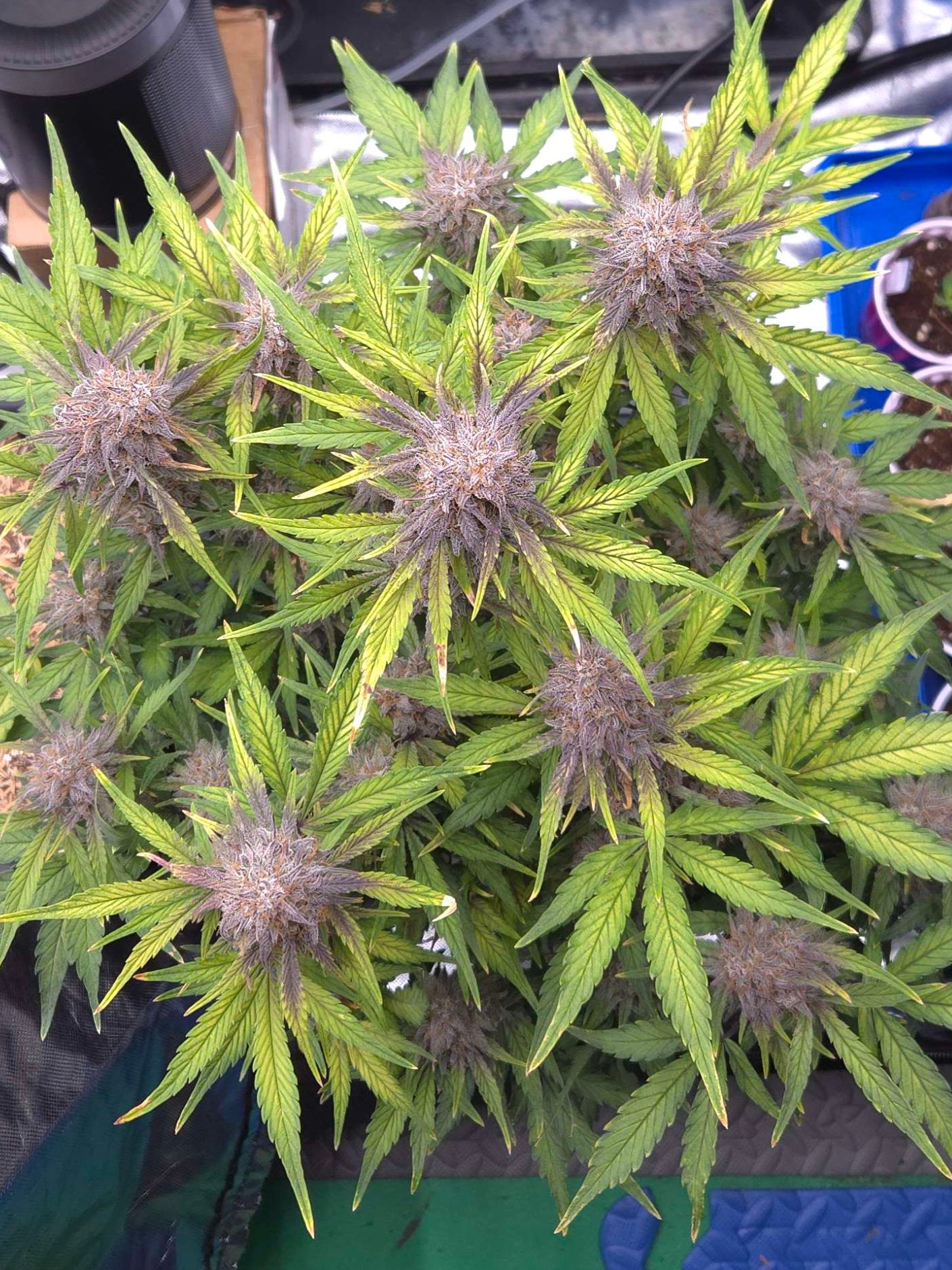 ((Dark Dosi Breath x Strawberry OG) x Grape Pez)