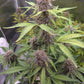 ((Dark Dosi Breath x Strawberry OG) x Grape Pez)
