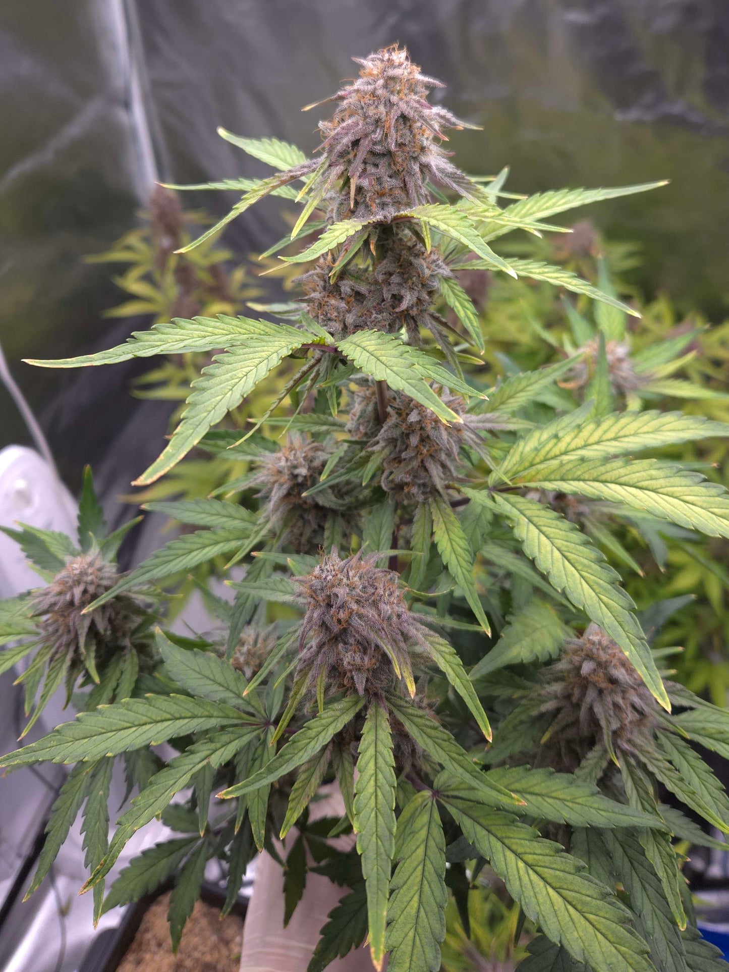 ((Dark Dosi Breath x Strawberry OG) x Grape Pez)