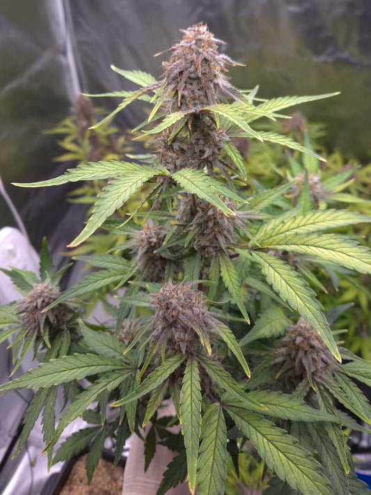 ((Dark Dosi Breath x Strawberry OG) x Grape Pez)