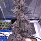((Dark Dosi Breath x Strawberry OG) x Grape Pez)