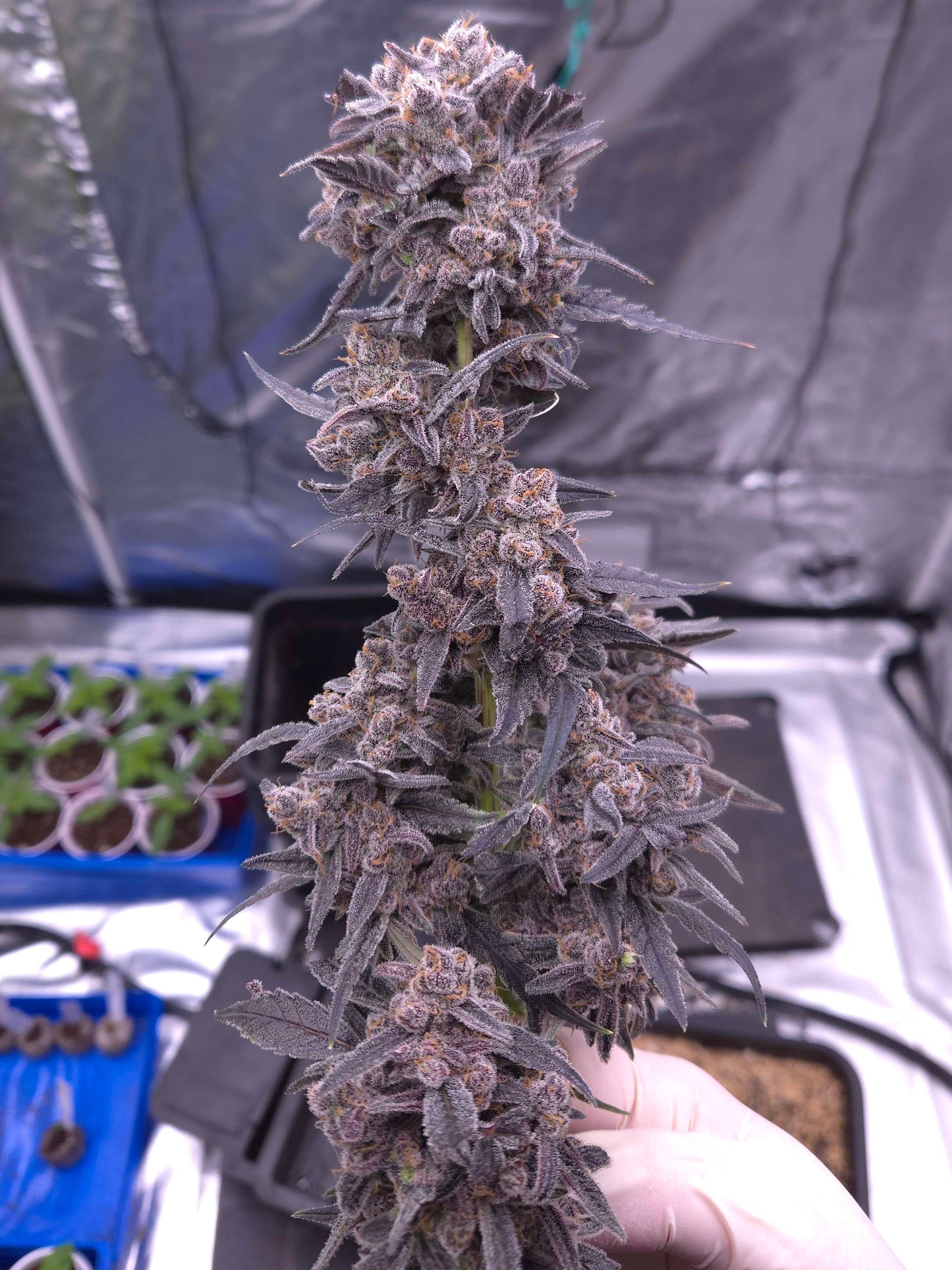 ((Dark Dosi Breath x Strawberry OG) x Grape Pez)