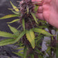 ((Dark Dosi Breath x Strawberry OG) x Grape Pez)