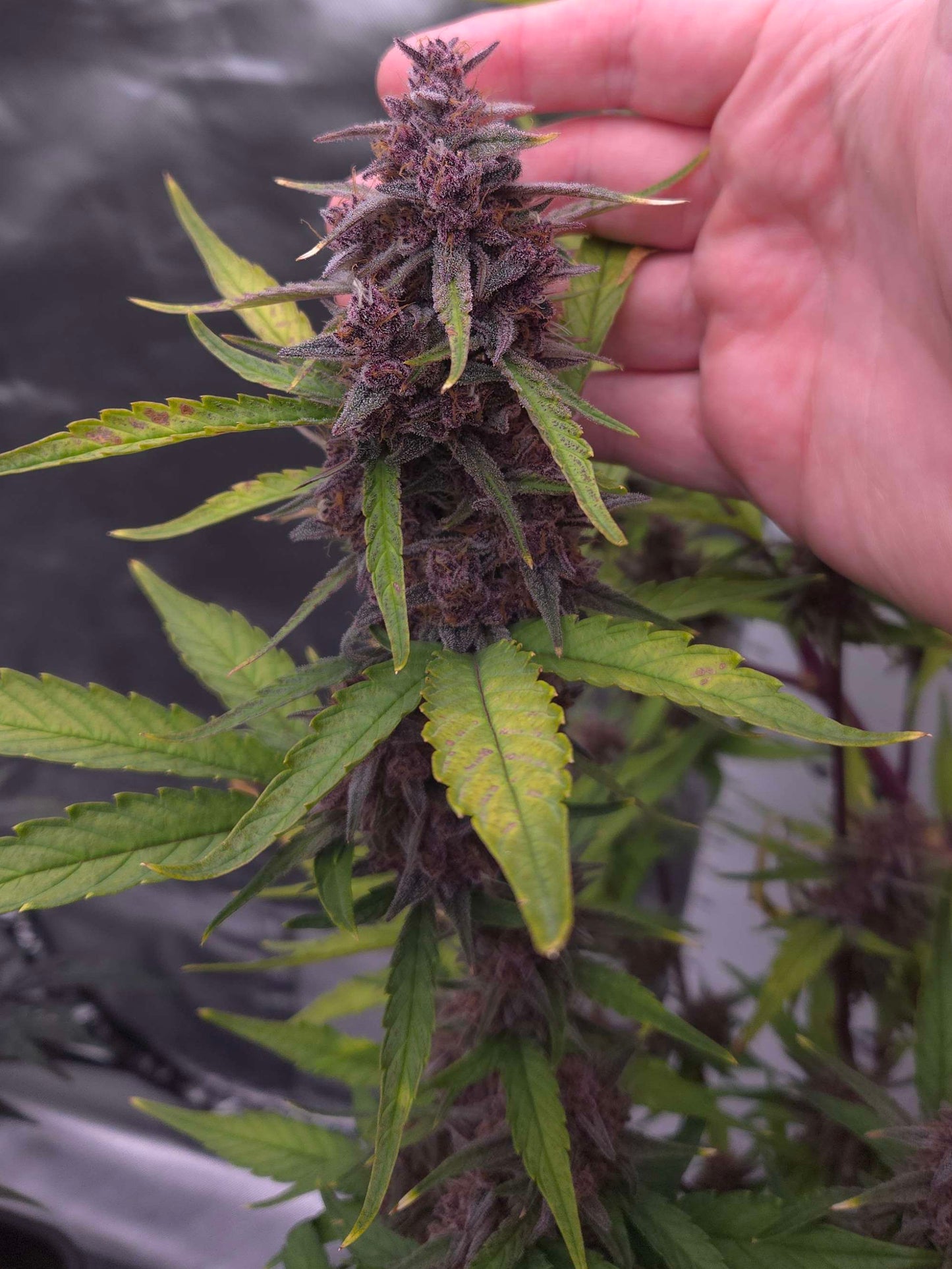 ((Dark Dosi Breath x Strawberry OG) x Grape Pez)