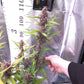 ((Dark Dosi Breath x Strawberry OG) x Grape Pez)