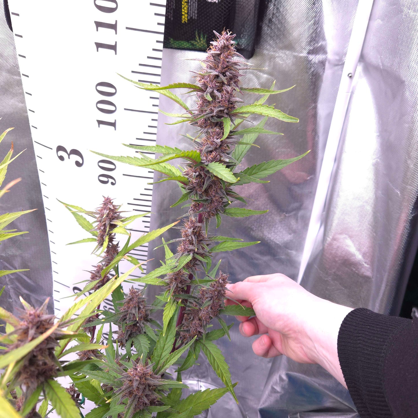 ((Dark Dosi Breath x Strawberry OG) x Grape Pez)