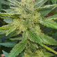 (Blueberry Xochi x Strawberry OG Auto F3)