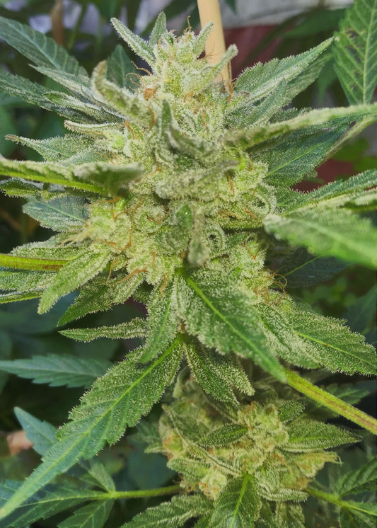 (Blueberry Xochi x Strawberry OG Auto F3)