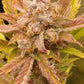 Blueberry Slushy F6