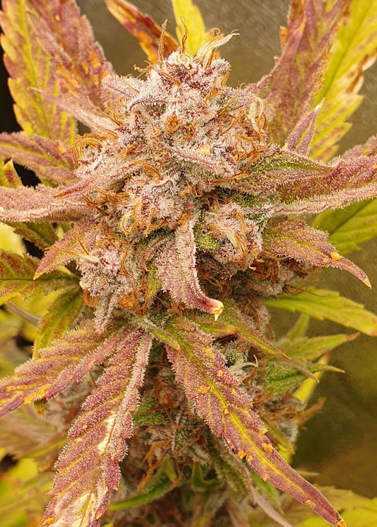 Blueberry Slushy F6