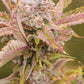 Blueberry Slushy F6