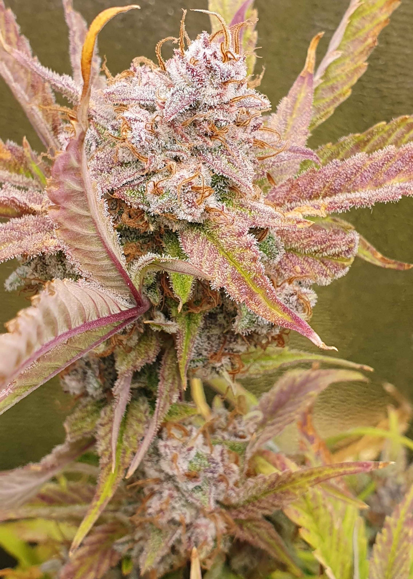 Blueberry Slushy F6