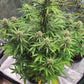 (GG4 Auto x Mango Macintosh)