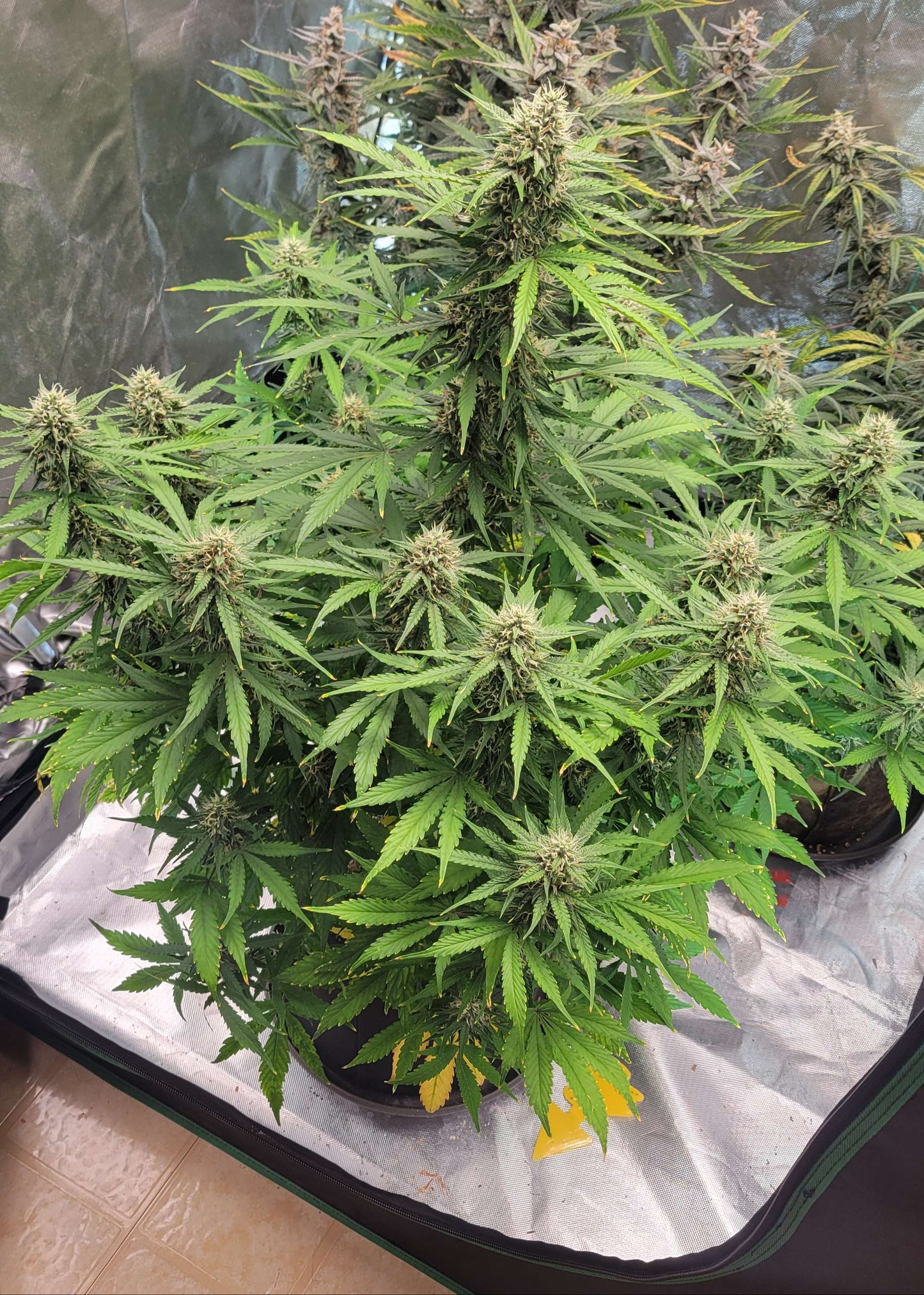 (GG4 Auto x Mango Macintosh)