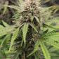 (GG4 Auto x Mango Macintosh)