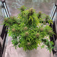 (GG4 Auto x Mango Macintosh)