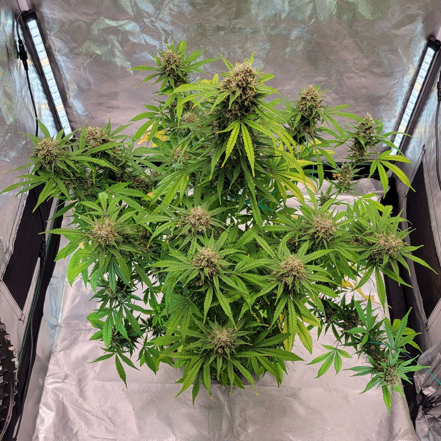 (GG4 Auto x Mango Macintosh)