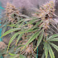 Grape Pez F2
