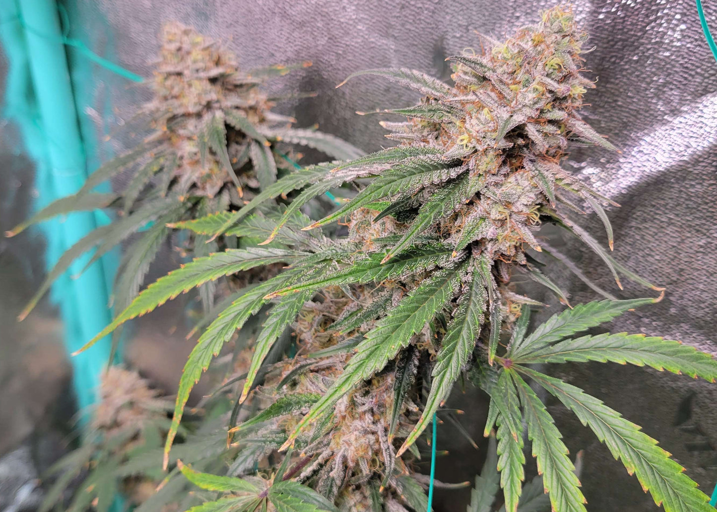 Grape Pez F2