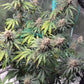 Grape Pez F2