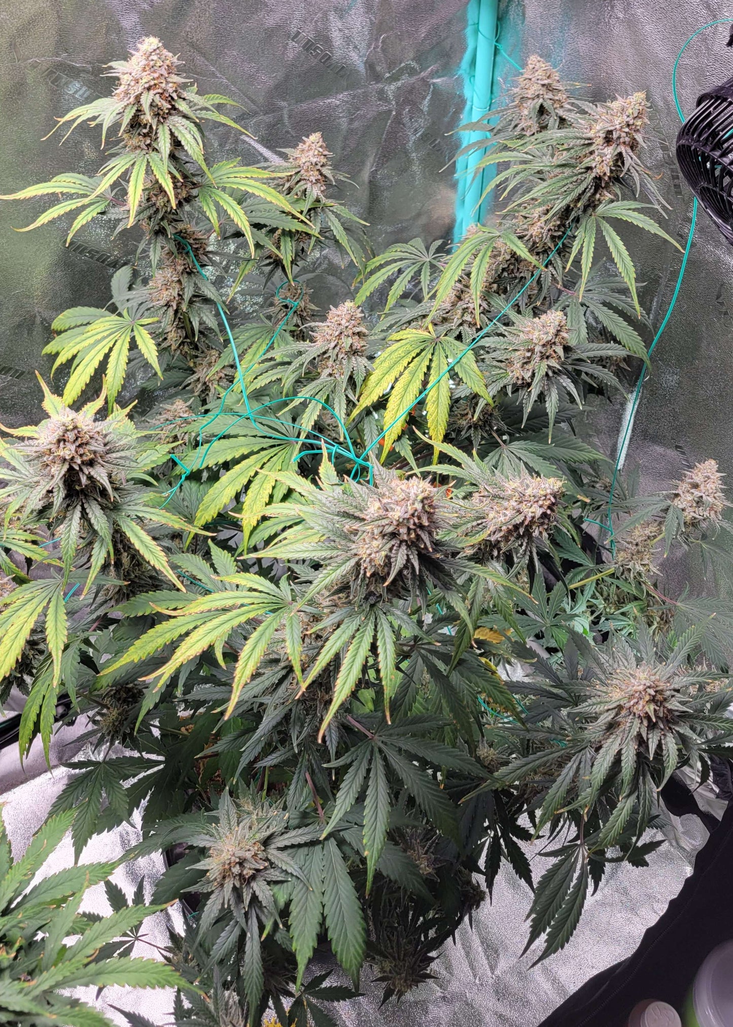 Grape Pez F2