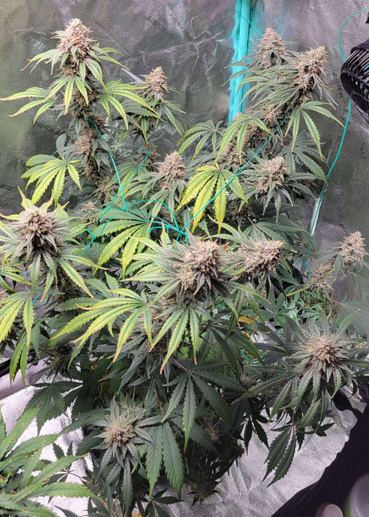 Grape Pez F2