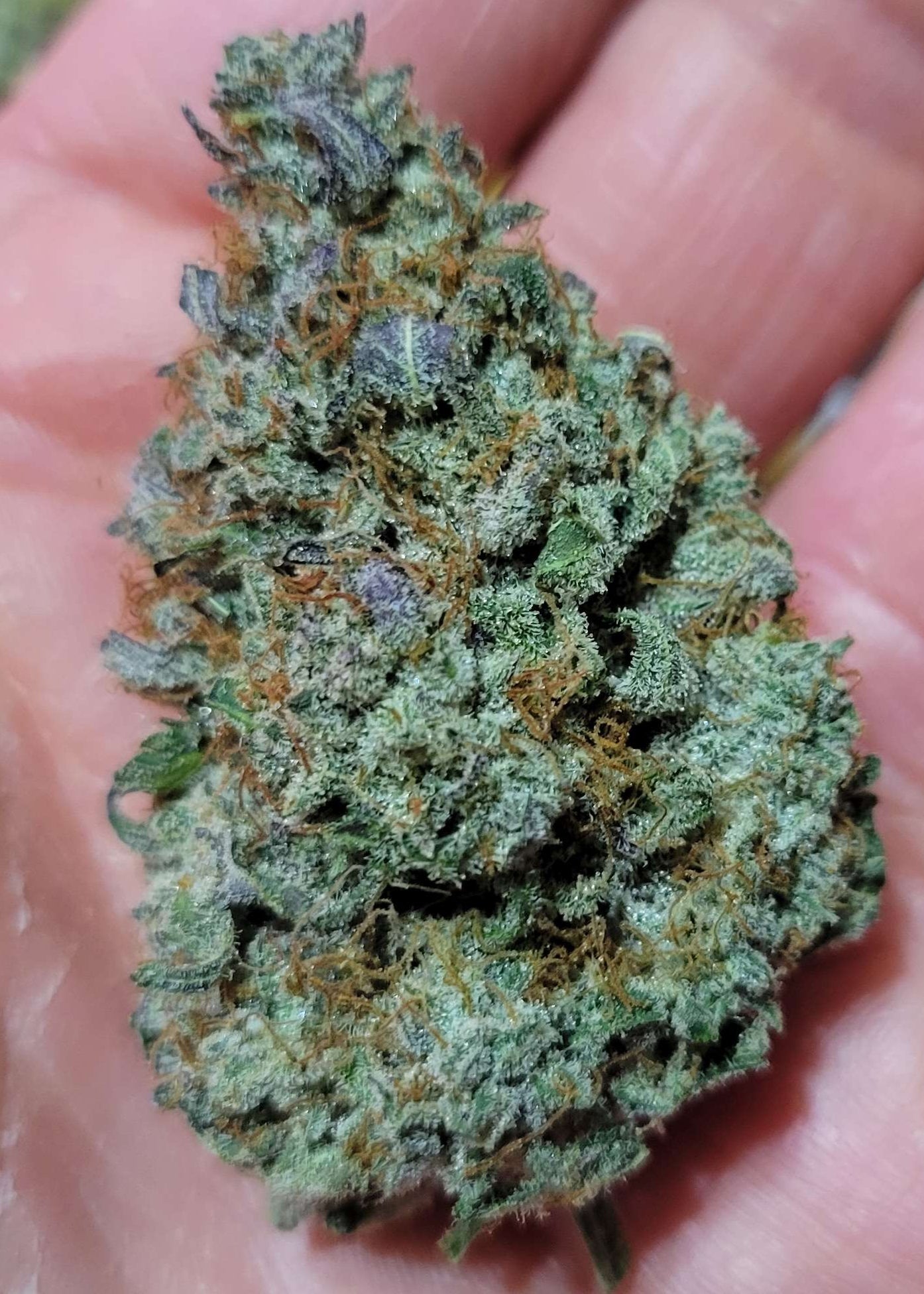 Grape Pez F2