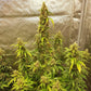 (Special Reserve Cookies III x Grape Dosi Breath)
