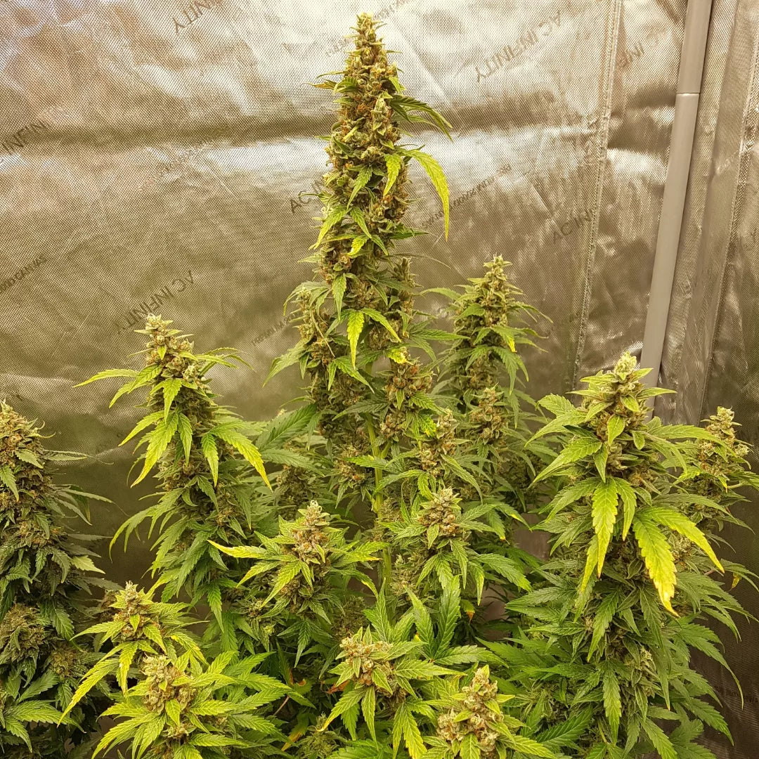 (Special Reserve Cookies III x Grape Dosi Breath)